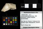 Foto (Objekt + Etiketten) von Goniodromites bidentatus (Reuss, 1859) 